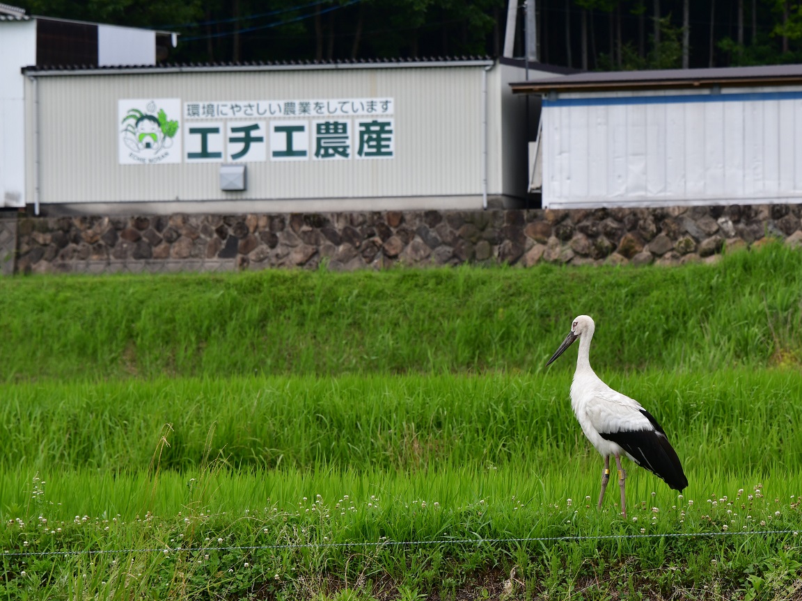 株式会社エチエ農産