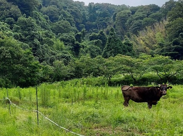 株式会社いちがお畜産