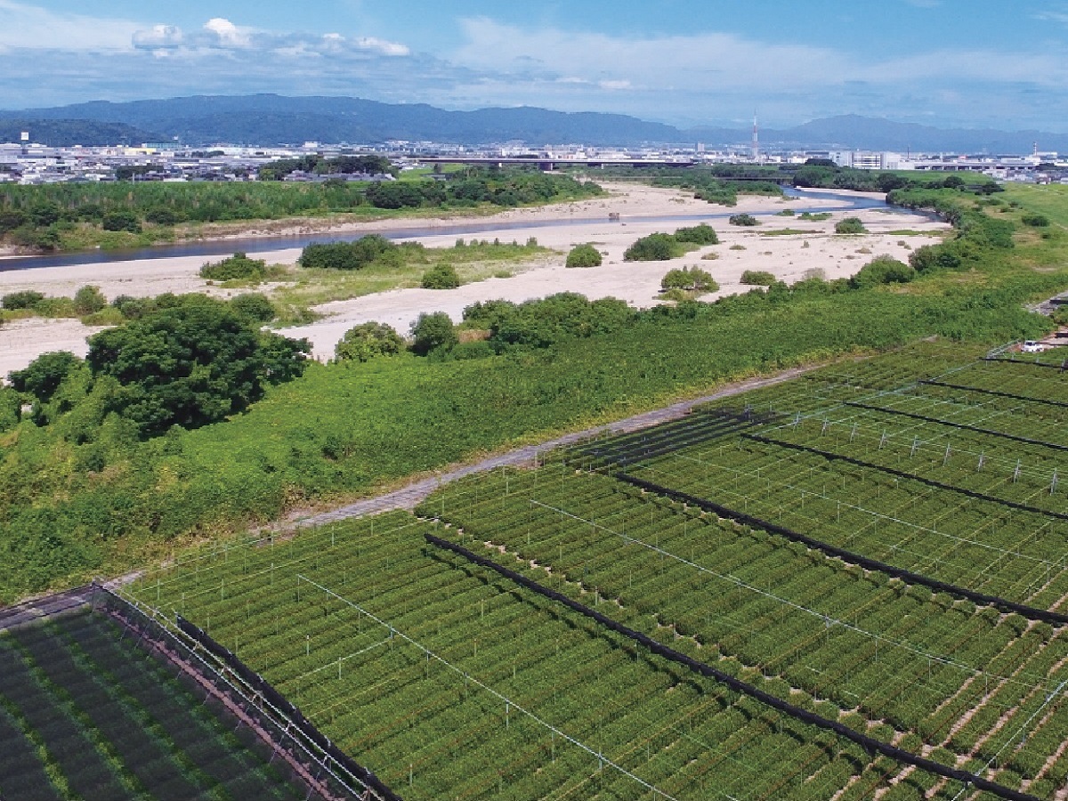 木津川沿いに広がる碾茶畑