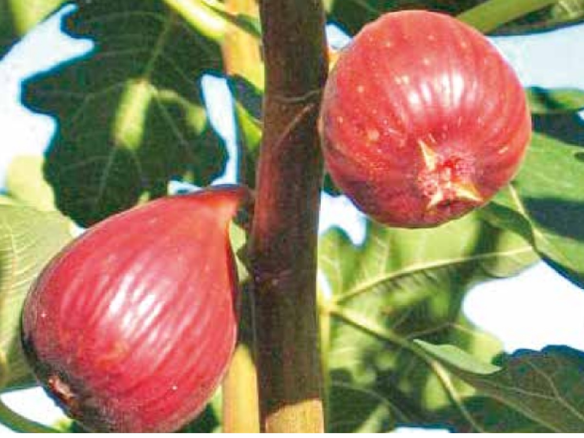 特産品の完熟イチジク