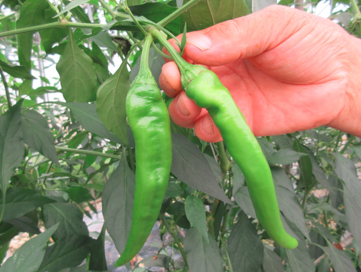 特産の万願寺甘とう