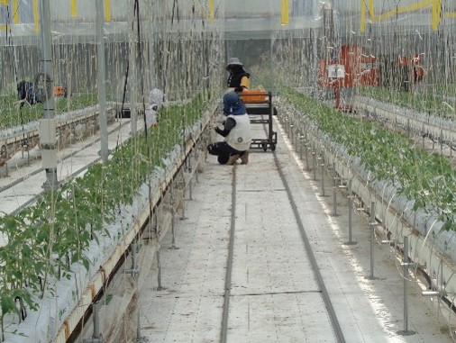 ハウス内では女性が活躍