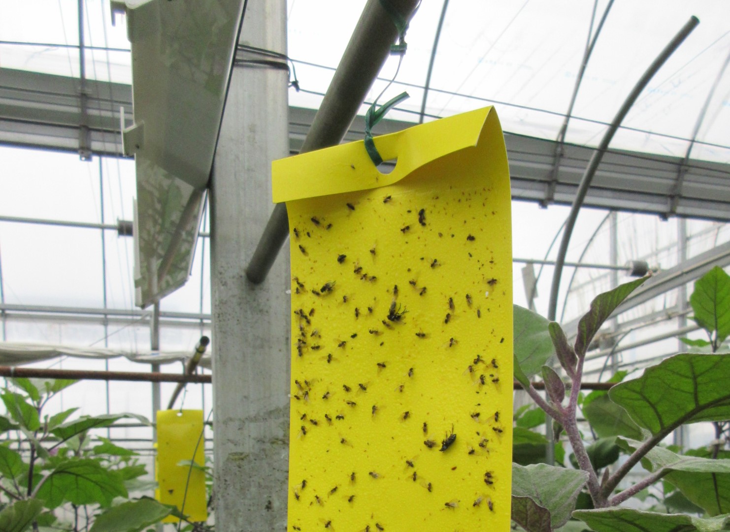 粘着テープには虫がびっしり