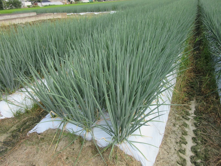 京野菜　九条ねぎ畑