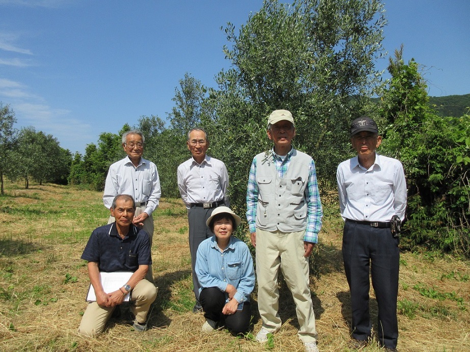 オリーブの栽培で地域を活性化！ 由良オリーブを育てる会