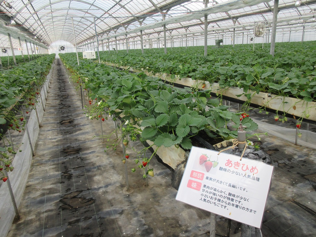 いちごハウス