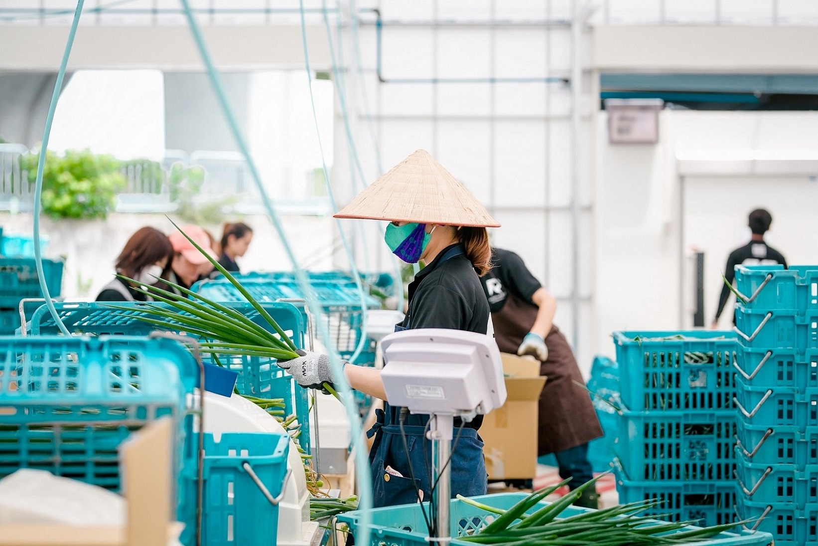 九条ねぎの梱包作業