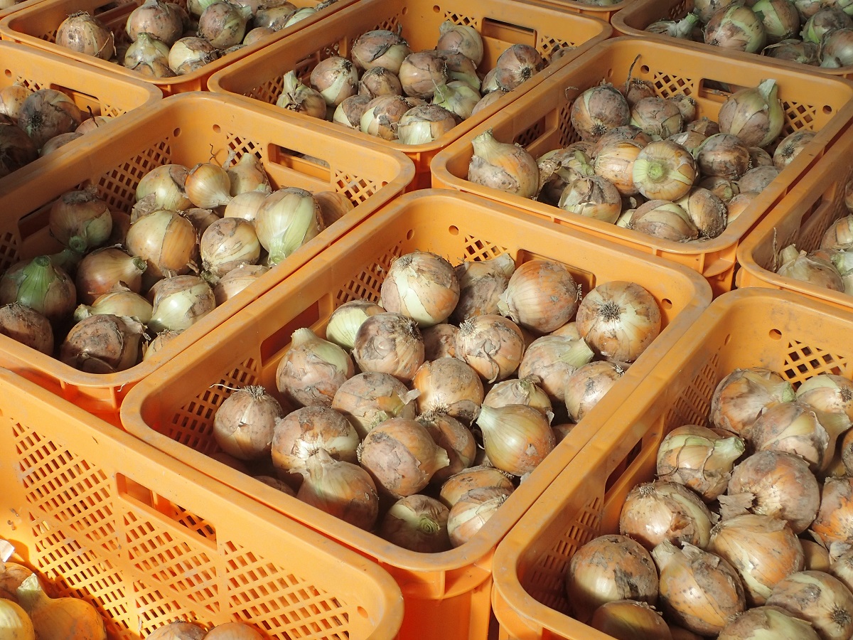 収穫したまる曽たまねぎ
