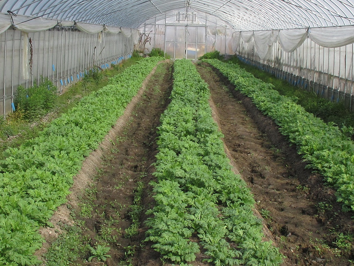 ハウスで春菊を栽培