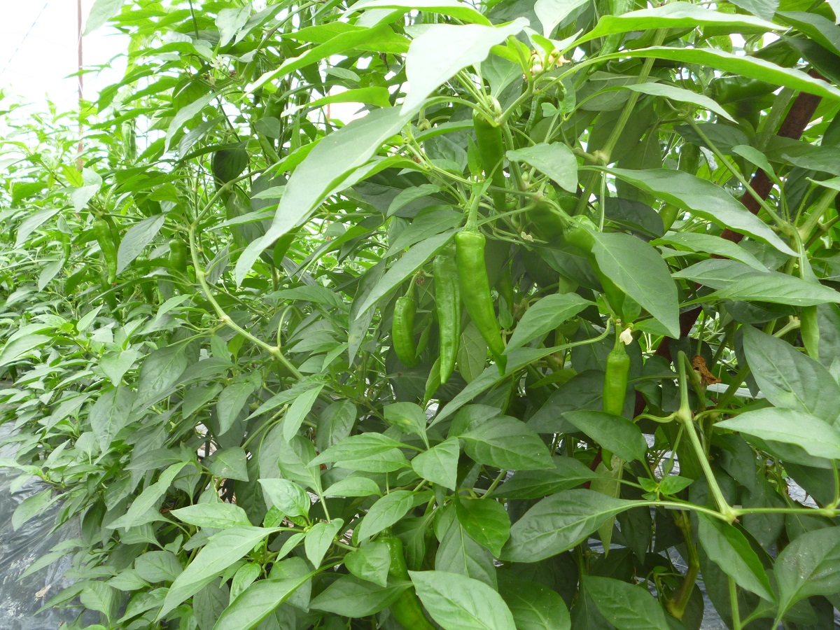 万願寺とうがらしの栽培