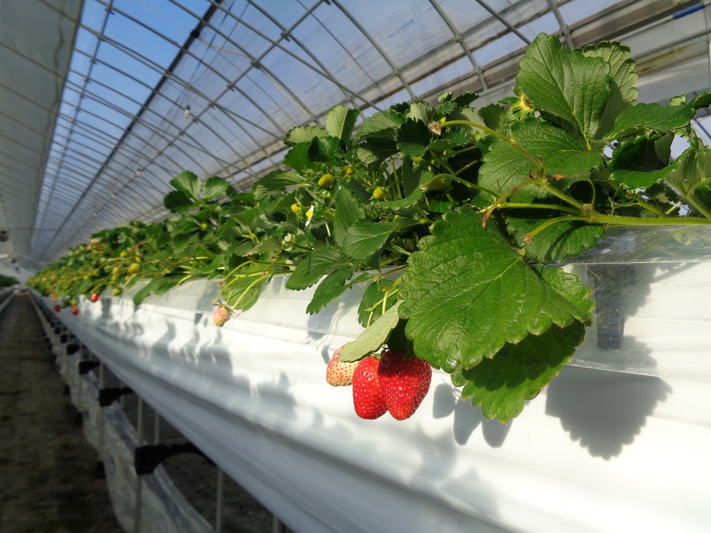 広大なハウスの中で栽培されているいちご