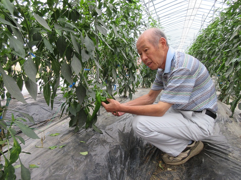 万願寺甘とうのハウスで