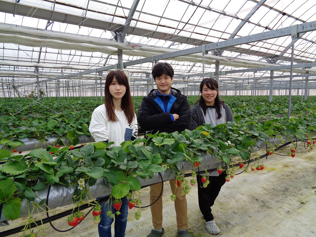 故郷を離れ、亀岡市でイチゴ栽培 雫の里農園