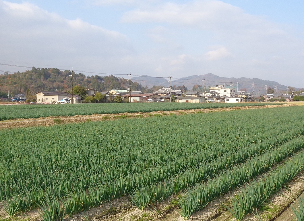 白ねぎの圃場