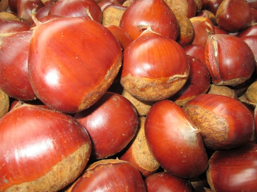 収獲された「丹波くり」