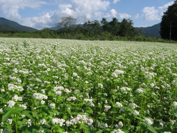 （有）やくの農業振興団