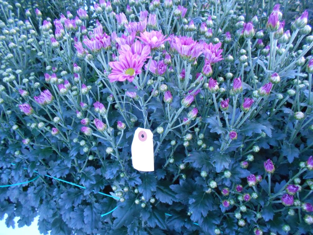 西和花卉部会との意見交換