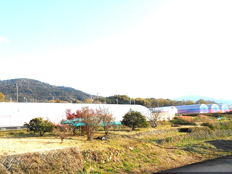 三輪山の麓にあるハウス