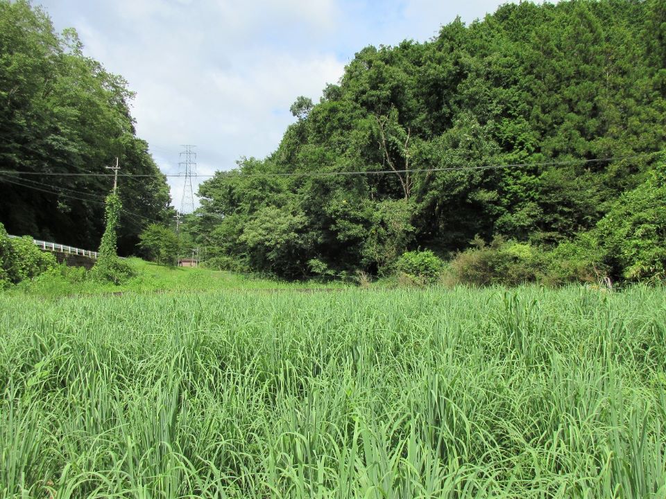 栽培圃場