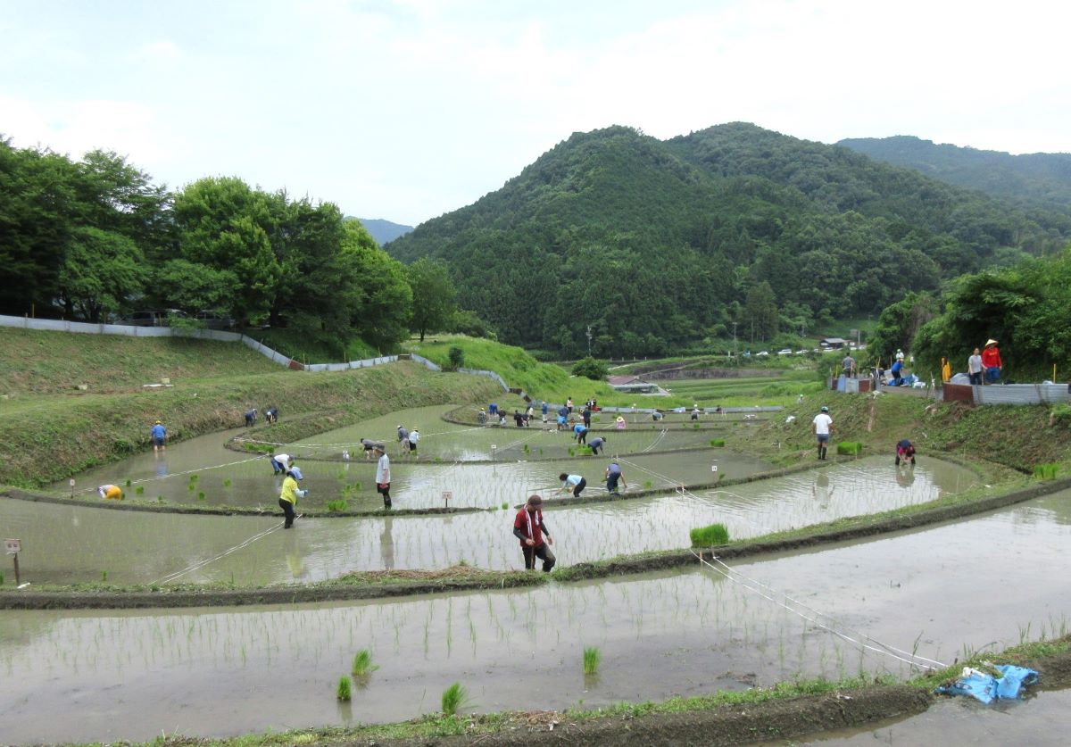 指定棚田地域「稲渕の棚田」での田植え
