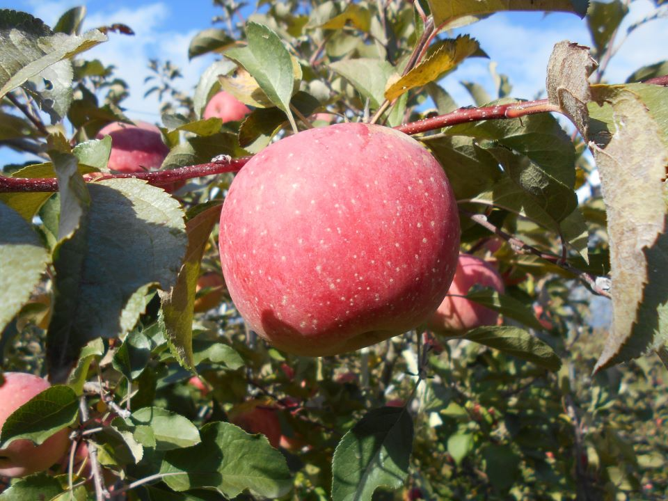 赤く色づくりんご