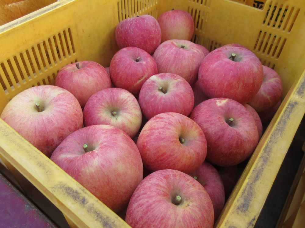 収穫したリンゴ