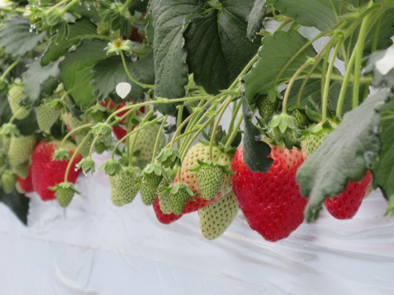 おいしさへのこだわり