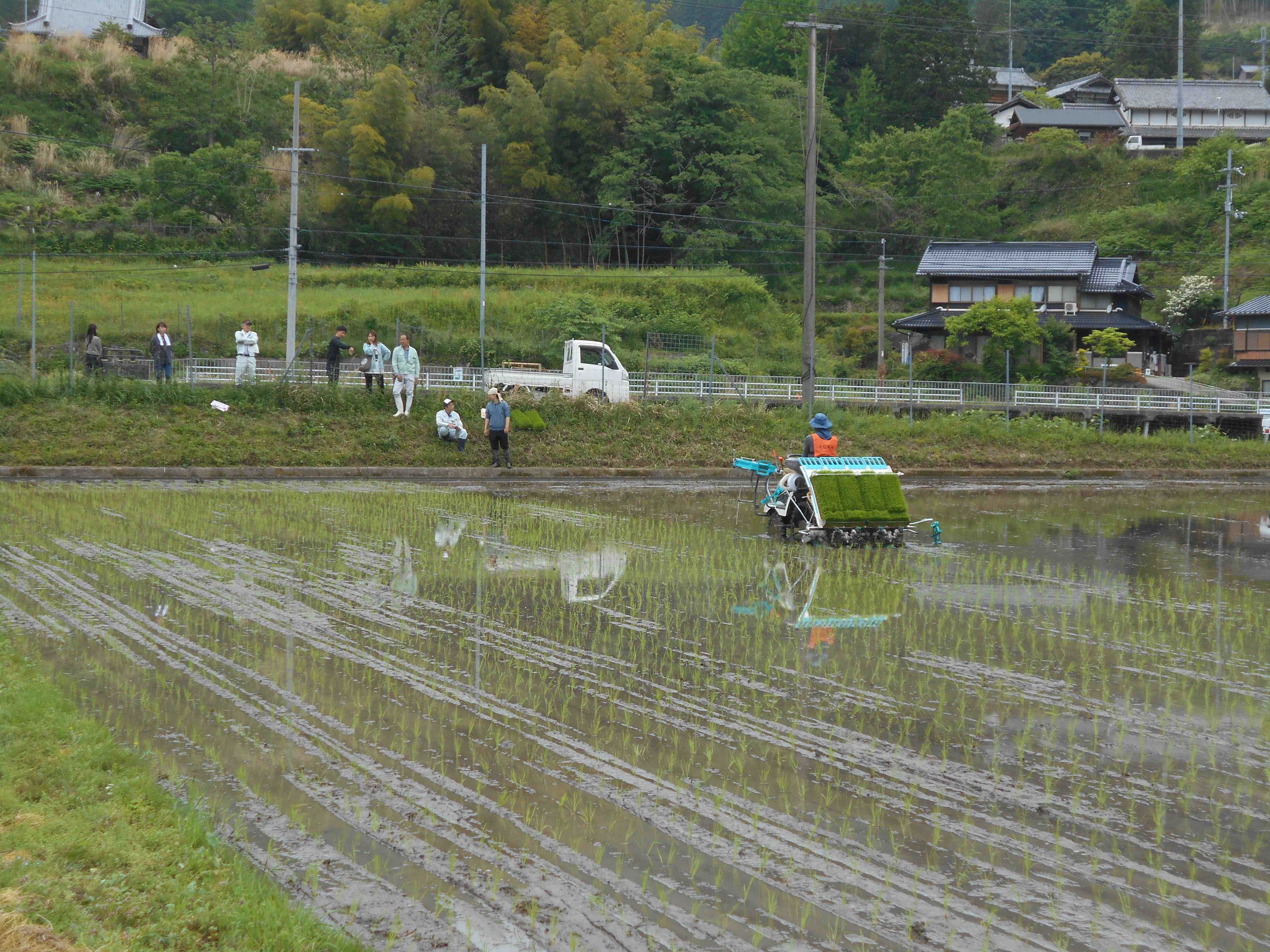 田植え