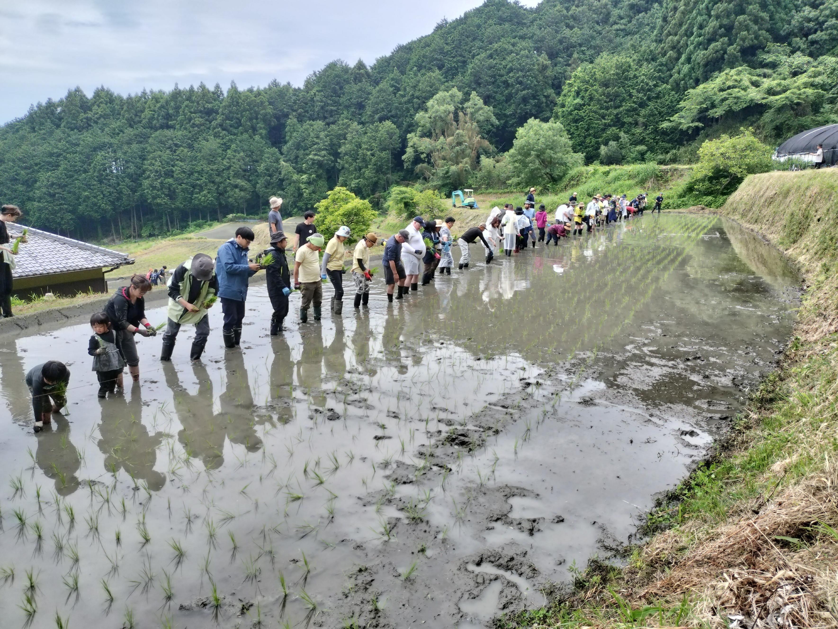 整然と苗を植える援農ボランティア
