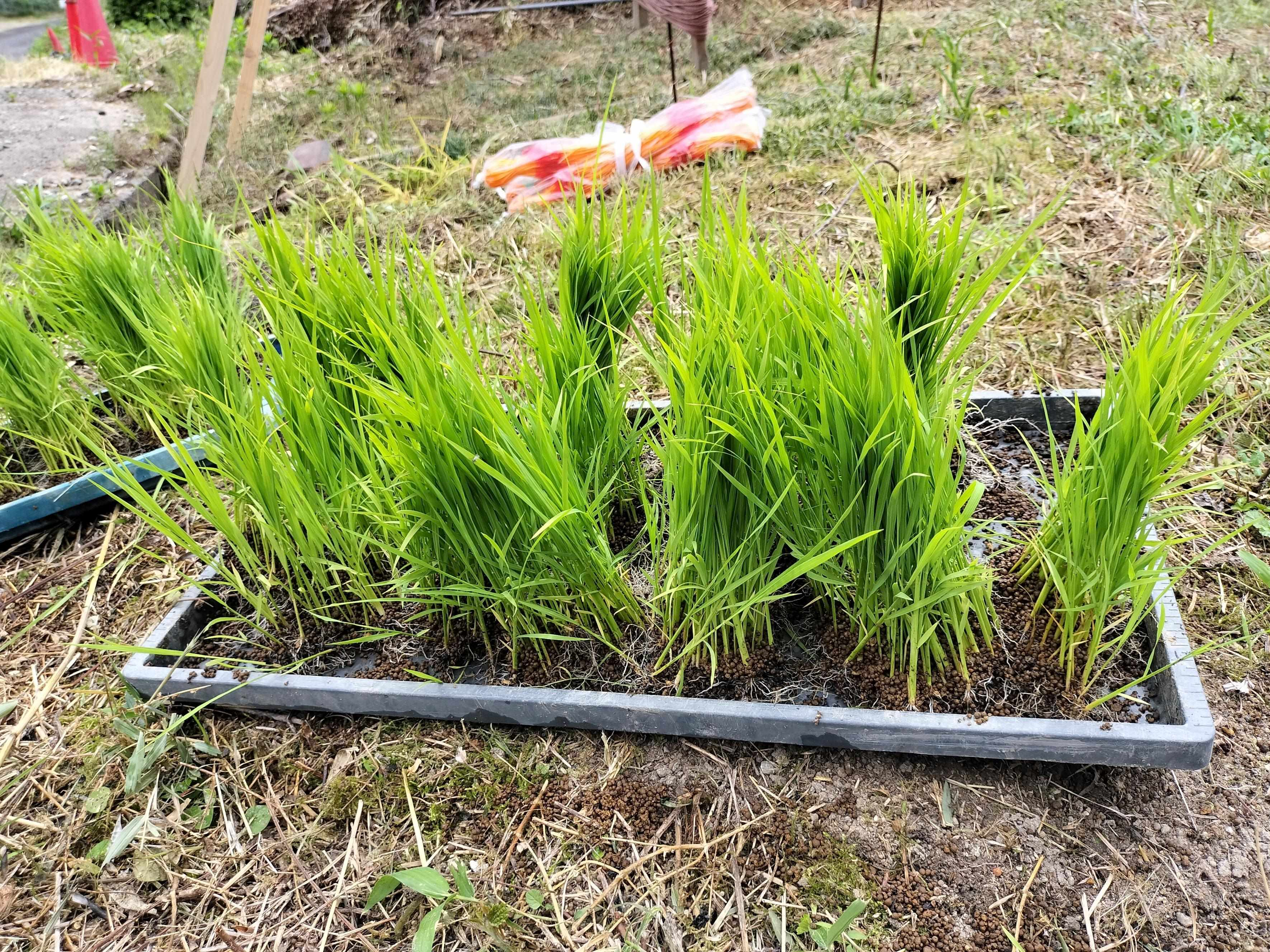 立派に育ったアキツホ「秋津穂」の苗