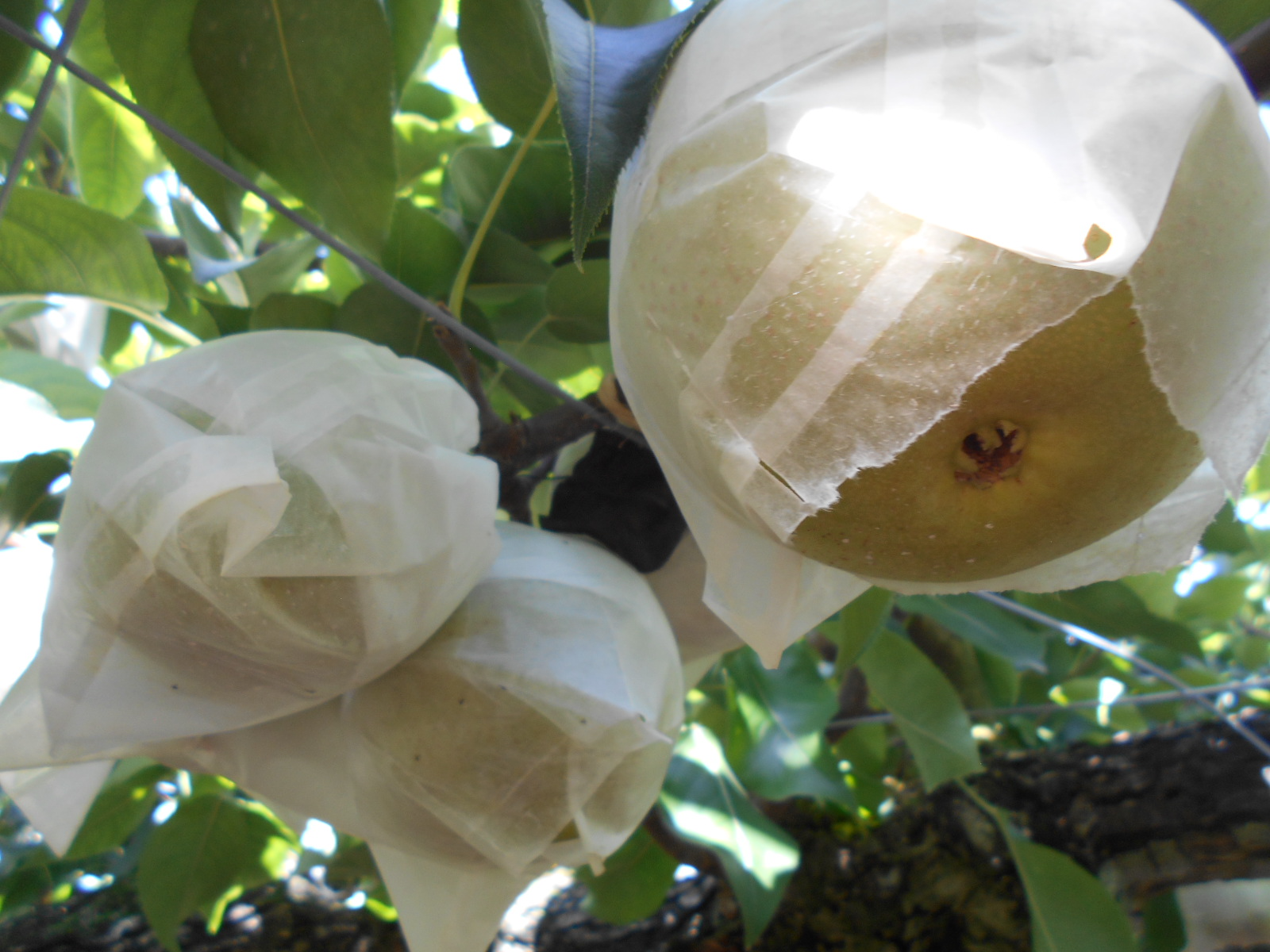 収穫期を迎えた梨