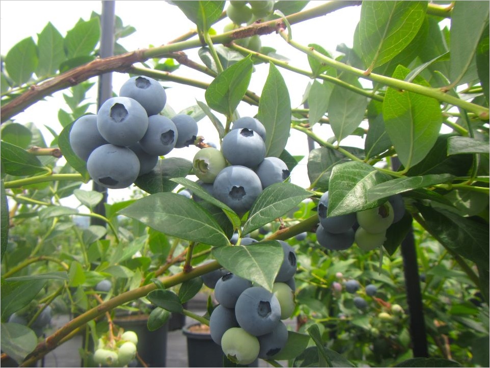 ブルーベリーの世界その1 「ハイブッシュ」と言われる系統