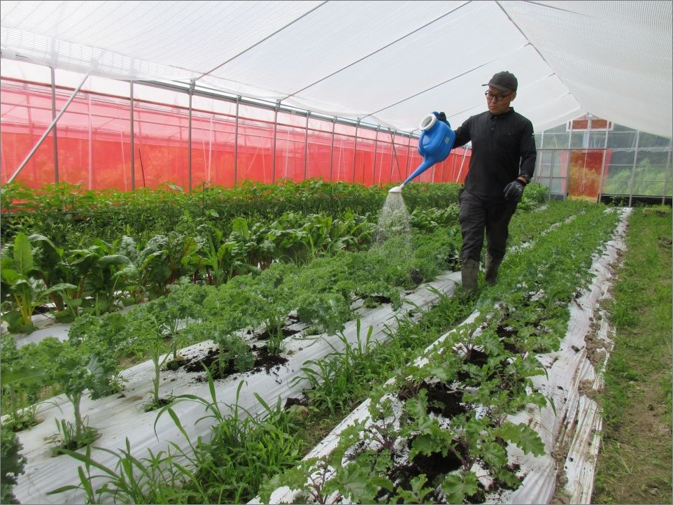 ハウスの中では様々な野菜が育っています