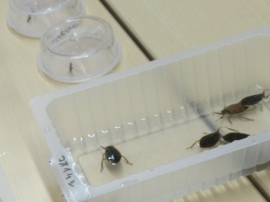 講師が事前に捕まえた生き物たち2