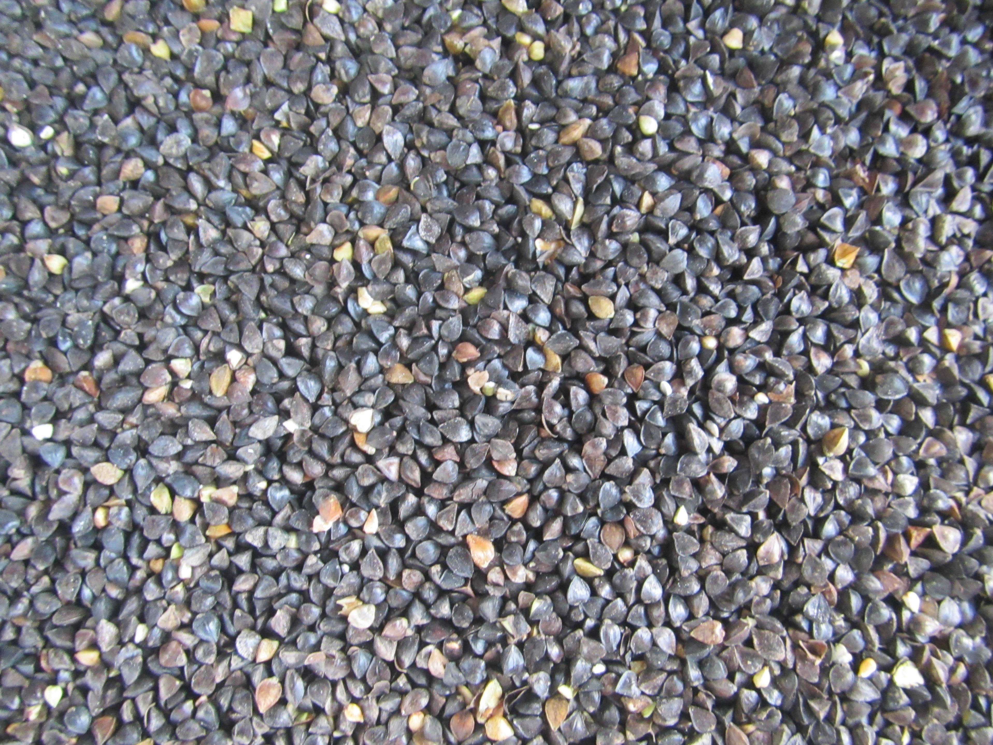 そばの実の画像