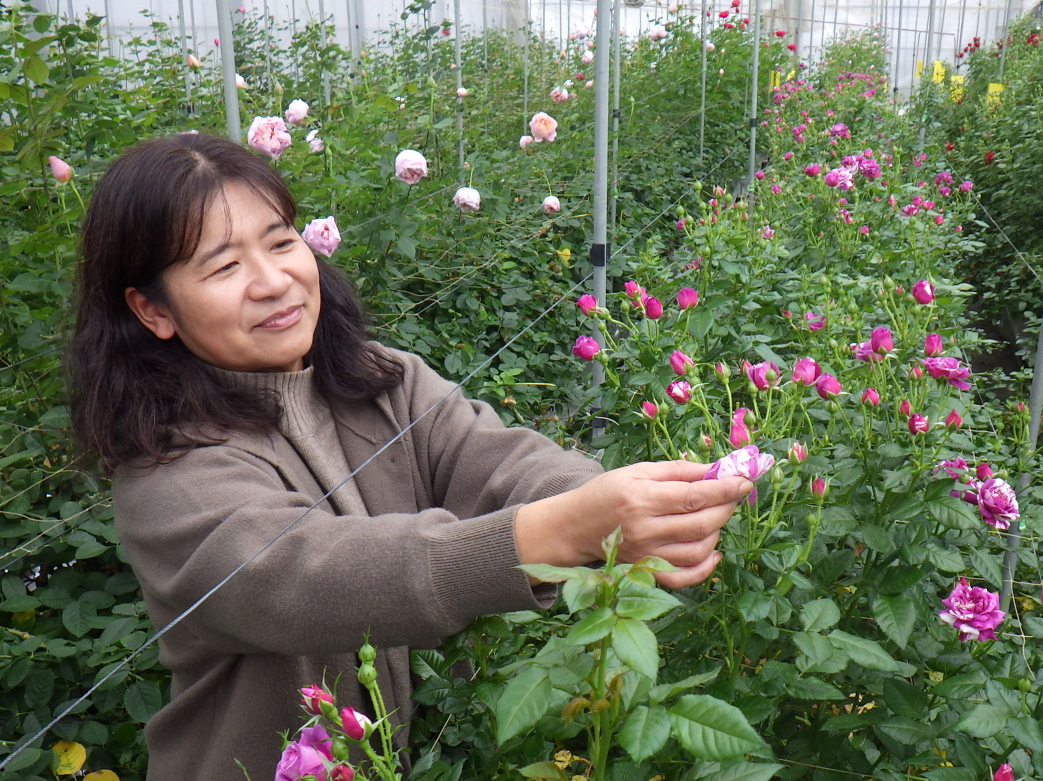 食用バラを収穫する平群温室バラ組合　組合長　中筋里美さん