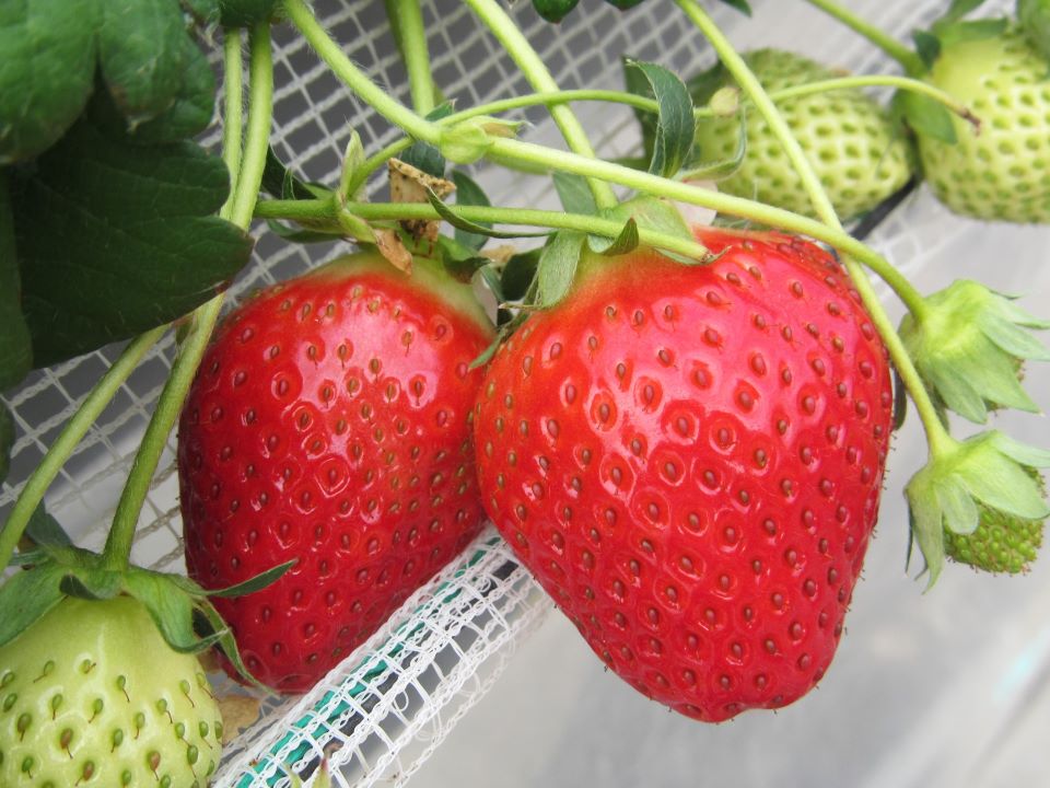 摘みたてをお届け（いちごアップ画像）