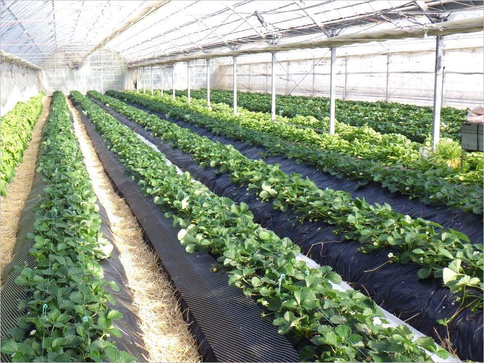 環境に配慮した栽培（生分解性マルチ）