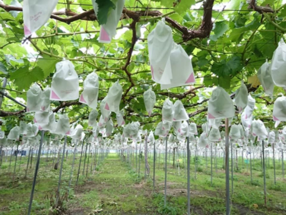 ぶどう園の画像