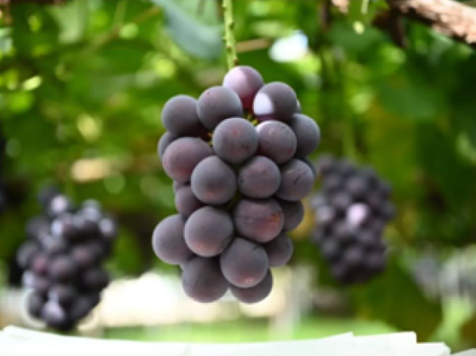 ぶどうのアップの画像