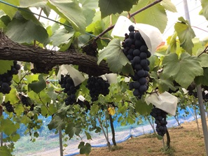  (株)ファームタケヤマさんのぶどう畑