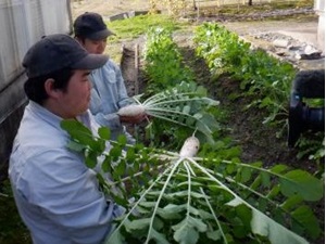 山田ねずみ大根