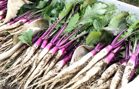 収穫された日野菜