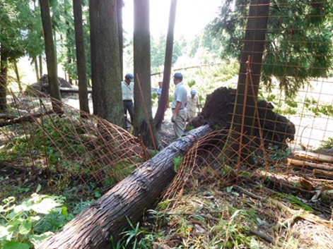 倒木