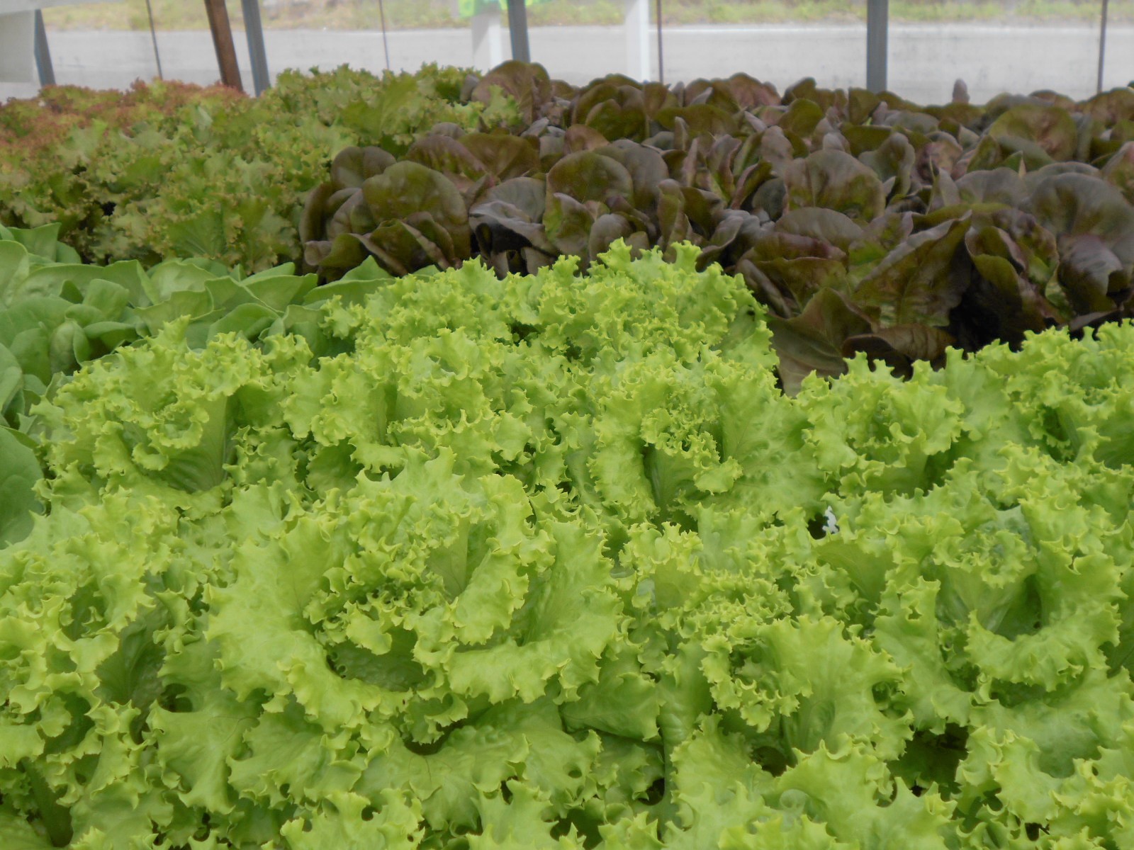 レタス3