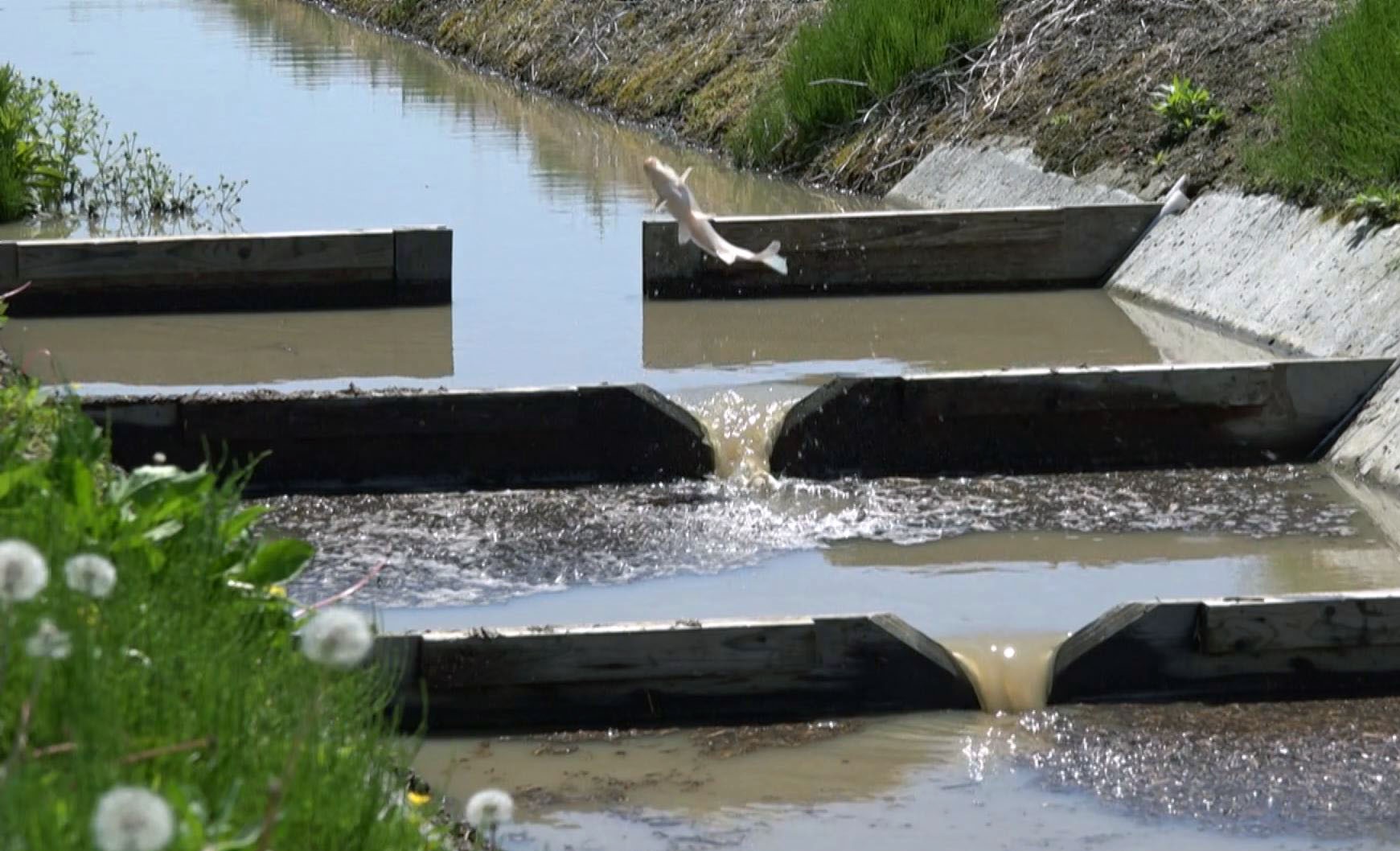 魚道を遡上する魚