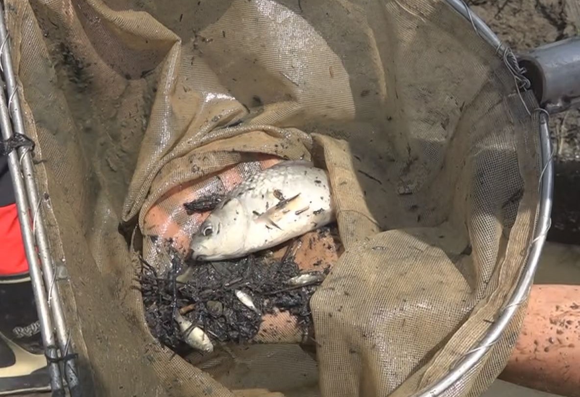 田んぼや水路に生息する魚たち