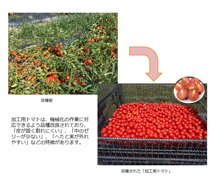収穫トマト