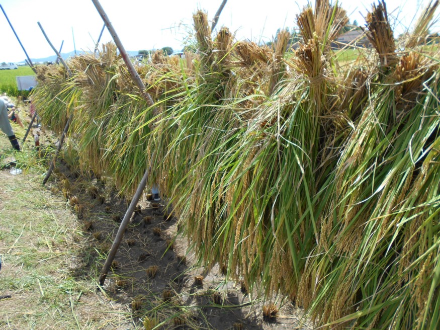 はさがけした稲
