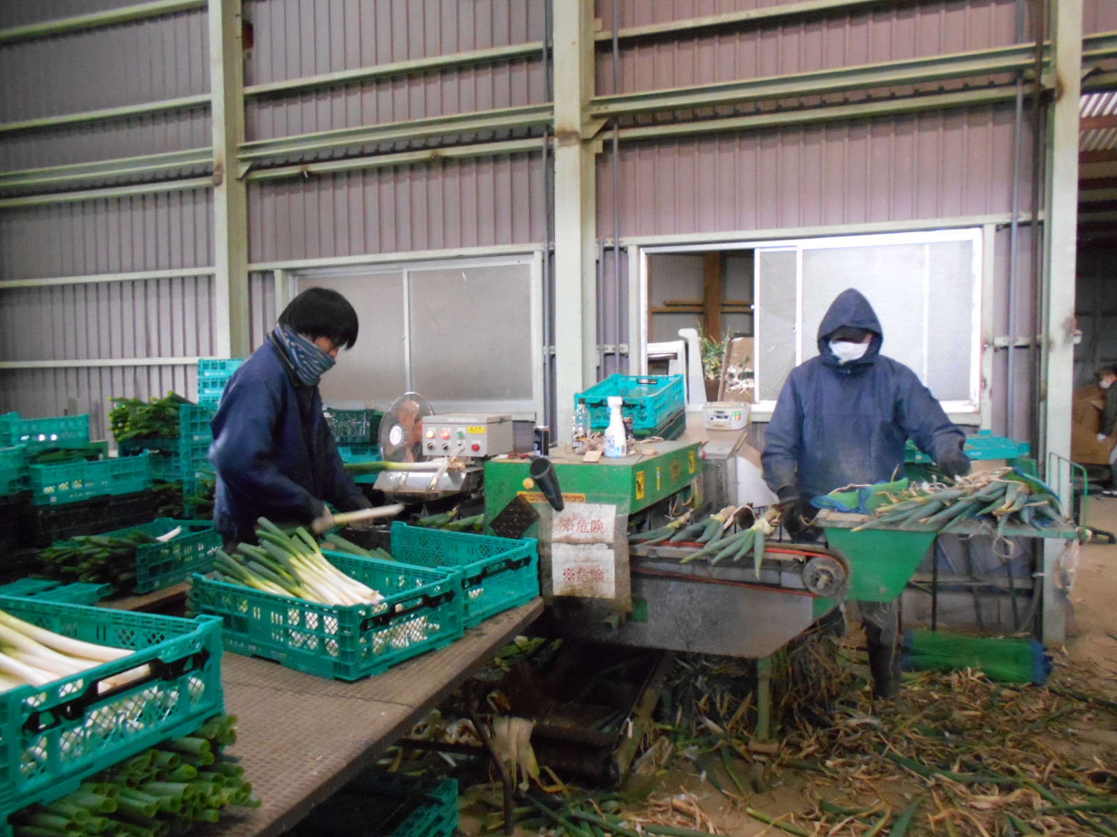 不要な葉を取り除き出荷袋に入れる作業